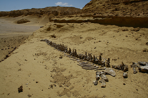 Wadi Al-Hitan